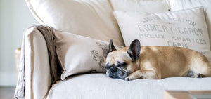 Eco-Friendly Pet Couch Covers To Keep Your Family Cozy This Winter