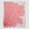 in2green Eco Throw Cotton Sustainable Knit Throw Blanket | Coastal - Fan Coral 655646737836 BL01FC1